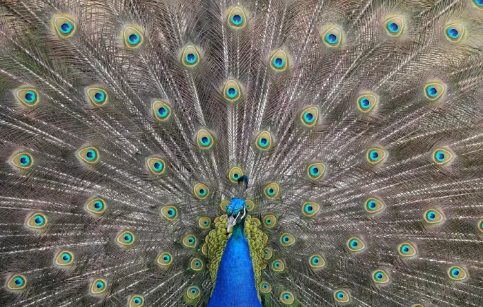 Framed Print : A peacock displays his plumage as part of a courtship ritual to attract a mate Framed Print : A peacock displays his plumage as part of a courtship ritual to attract a mate