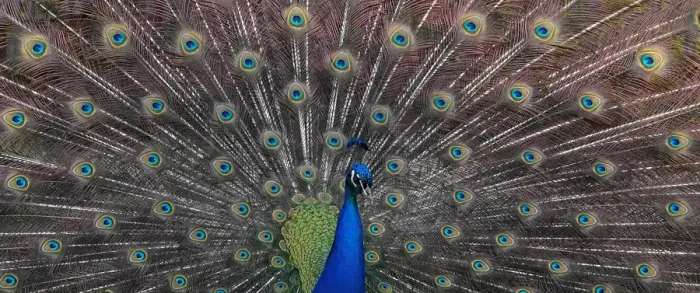 Framed Print : A peacock displays his plumage as part of a courtship ritual to attract a mate