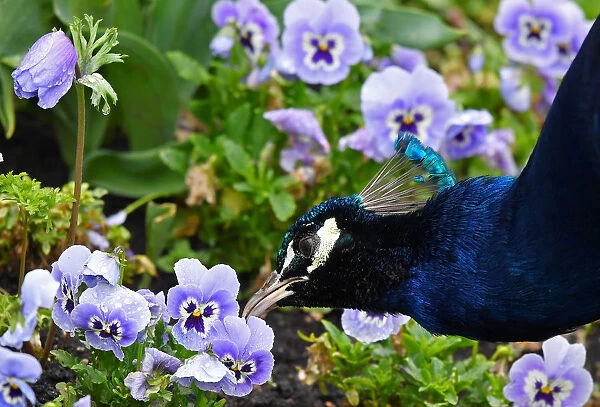 A peacock feeds amongst spring blooms in Holland Park in west London, Britain