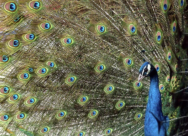 A Peacock Spreads its Feathers