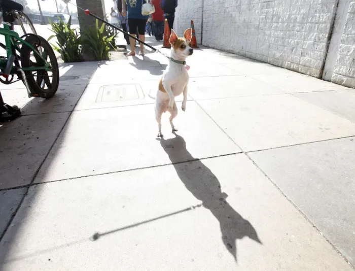 Framed Print : Peanut waits for her owner during a job fair at the Southeast LA-Crenshaw WorkSource