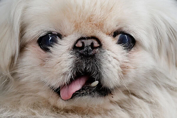 Pekingese dog is pictured outside its owners house in Beijing