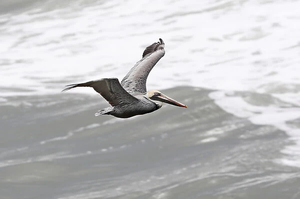 Pelican flying over the coastline at St. Augustine Beach in Florida