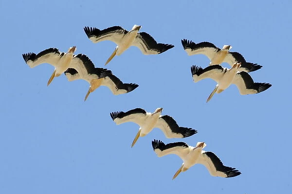 Pelicans fly above agricultural fields near the southern Israeli city of Netivot