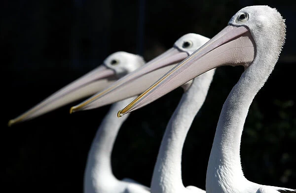 Three pelicans are seen in their new exhibit during a media call at Taronga Zoo in Sydney