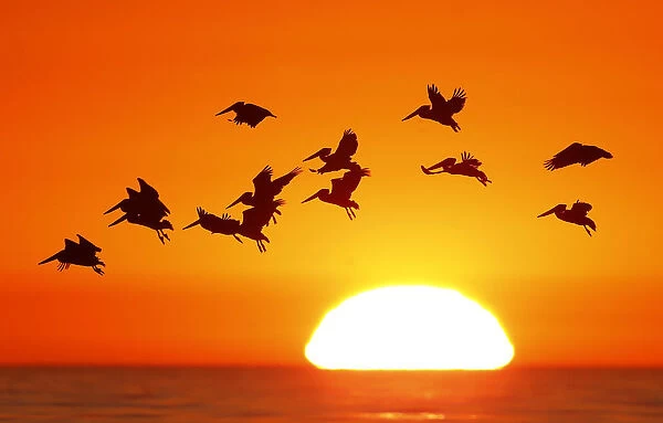 Pelicans silhouetted by a setting sun fly as they look for fish along the California