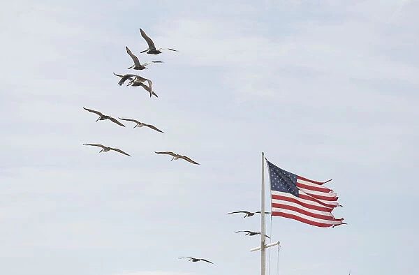 Pelicans and tattered American flag at Surfside Park near Vilando Beach in Florida