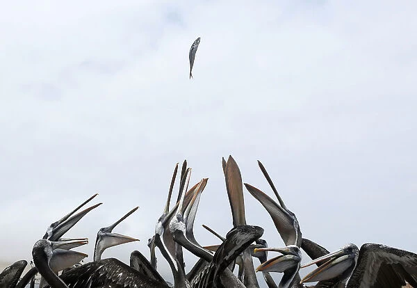 Pelicans try to catch a fish thrown by a fisherman on a fishing pier in Paracas National