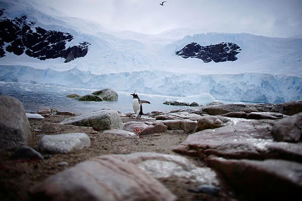 A penguin comes ashore in Neko Harbour, Antarctica