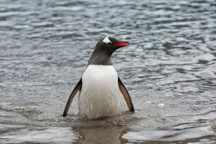 Framed Print : A penguin comes ashore in Neko Harbour, Antarctica