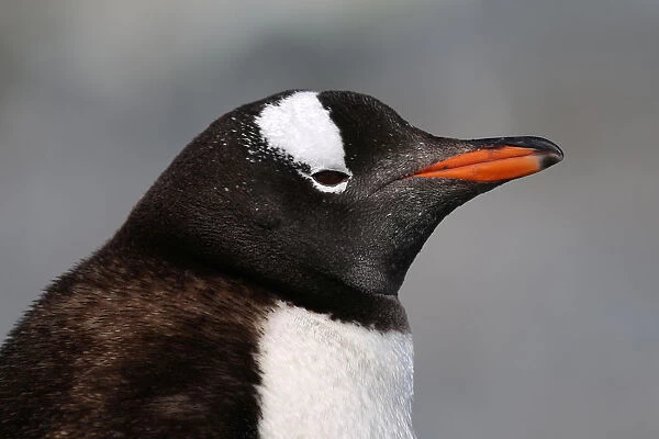 A penguin is seen in Curverville Island, Antarctica