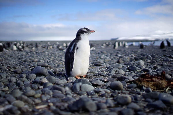 A penguin stands in Yankee Harbour, Antarctica