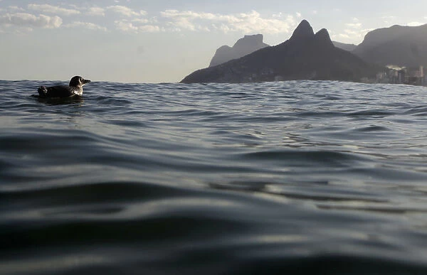 A penguin swims near Arpoador beach in Rio de Janeiro