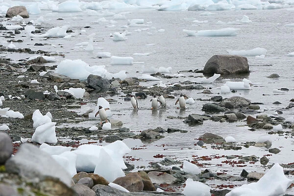 Penguins come ashore in Danco Island, Antarctica