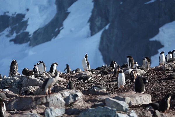 Penguins congregate on Curverville Island, Antarctica