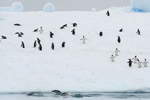 Penguins congregate on an iceberg in Andvord Bay, Antarctica