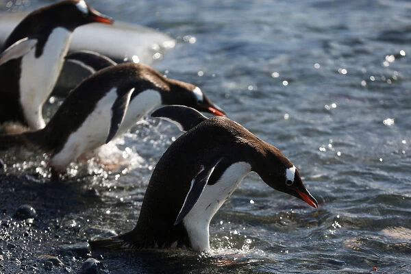 Penguins enter the sea in Curverville Island, Antarctica