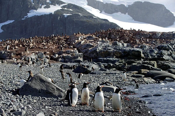 Penguins gather on Curverville Island, Antarctica
