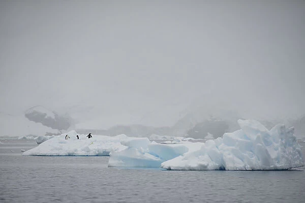 Penguins roam on an iceberg in Andvord Bay, Antarctica