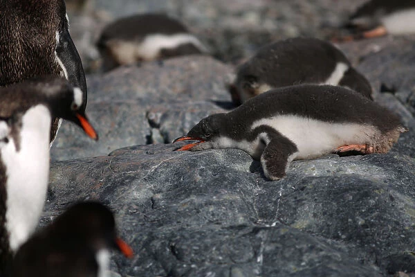 Penguins are seen in Curverville Island, Antarctica