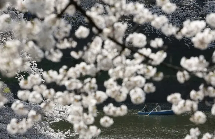 Framed Print : People admire fully-bloomed cherry blossoms at a park in Tokyo