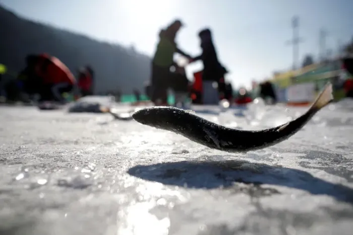Framed Print : People fish for trout on a frozen river during the Ice Festival in Hwacheon Framed Print : People fish for trout on a frozen river during the Ice Festival in Hwacheon