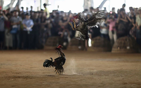 People watch roosters fight during a celebration for the New Year of the Dai minority