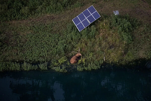 A Pere Davids deer lies next to a water hole and a solar panel in Thompson, Texas