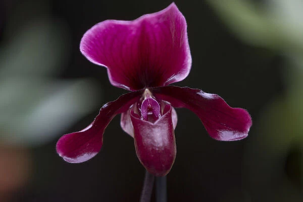 A Phaphiopedilum Maudiae Black Jack orchid is displayed during the media launch