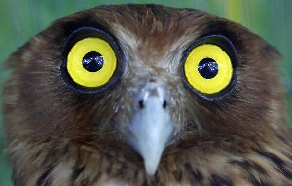 A Philippine Eagle Owl is seen inside the Ninoy Aquino Parks and Wildlife Rescue Center