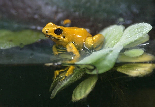A Phyllobates terribilis is seen in an exhibit at the Cali Zoo