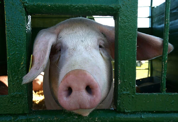 A pig is seen at the International agriculture exhibition BELAGRO-2017