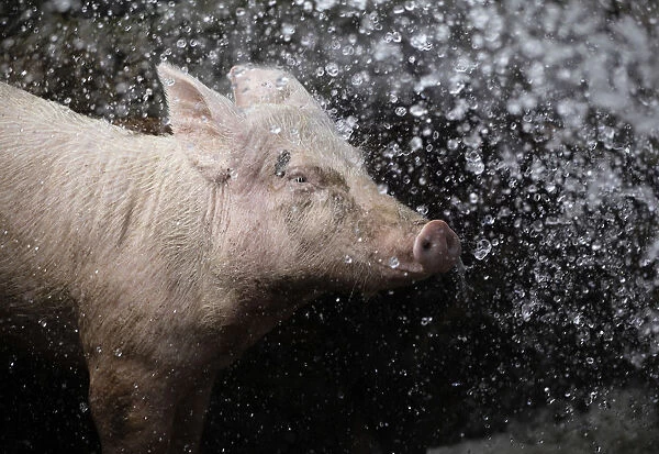 A pig is sprayed with water in its enclosure at a farm on the outskirts of Havana