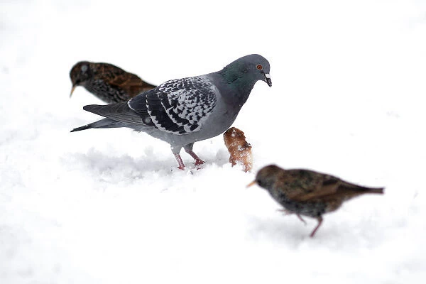 A pigeon and birds eat bread on a snow-covered path in the Parc Monceau as winter weather