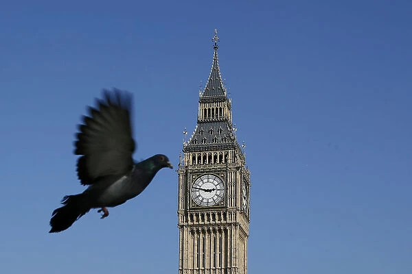 A pigeon flies past the Big Ben clock tower in central London