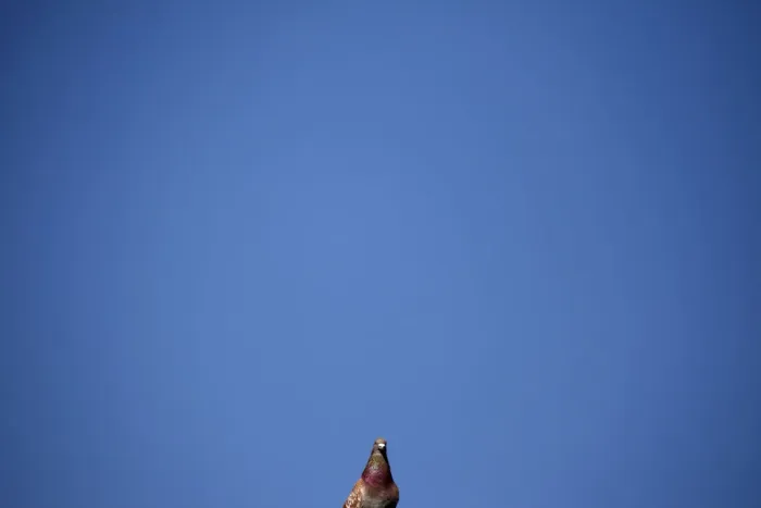 Framed Print : A pigeon sits on a roof top in front of an unusually clear sky in central London Framed Print : A pigeon sits on a roof top in front of an unusually clear sky in central London