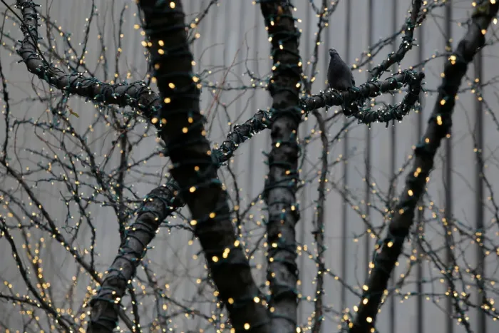Framed Print : A pigeon sits in a tree among holiday lights on Sixth Avenue in Manhattan, New York Framed Print : A pigeon sits in a tree among holiday lights on Sixth Avenue in Manhattan, New York