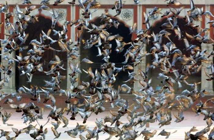 Framed Print : Pigeons fly inside complex of Jama Masjid in the old quarters of Delhi, India Framed Print : Pigeons fly inside complex of Jama Masjid in the old quarters of Delhi, India