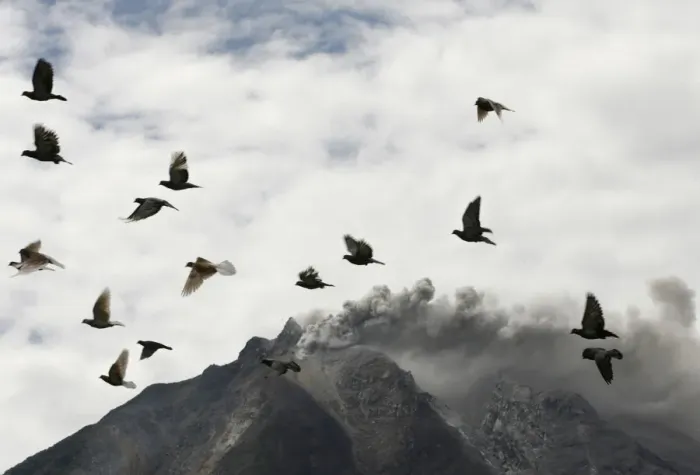 Framed Print : Pigeons fly near Mount Sinabung as it spews ash and hot lava during an eruption near Framed Print : Pigeons fly near Mount Sinabung as it spews ash and hot lava during an eruption near