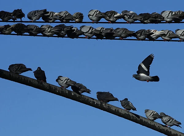 Pigeons huddle together to keep warm in New York