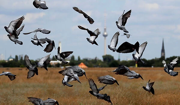 Pigeons are pictured at the Tempelhofer Feld in Berlin