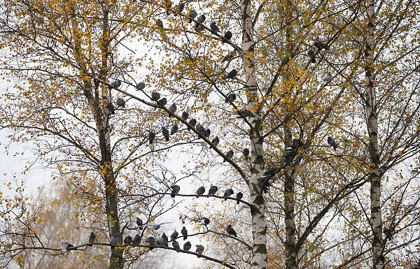 Pigeons are seen on a tree during a foggy autumn day in a park in Minsk