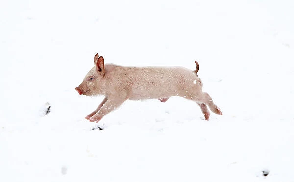 A piglet jumps through the snow on a pig farm in Thame