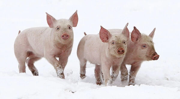 Three piglets walk in the snow on a pig farm in Thame