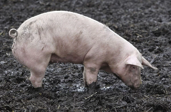 A pigs is pictured at an ecological pig farm in Germering