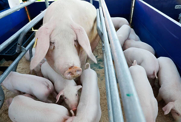 Pigs are seen in a cage during international exhibition Belagro 2019 on the outskirts