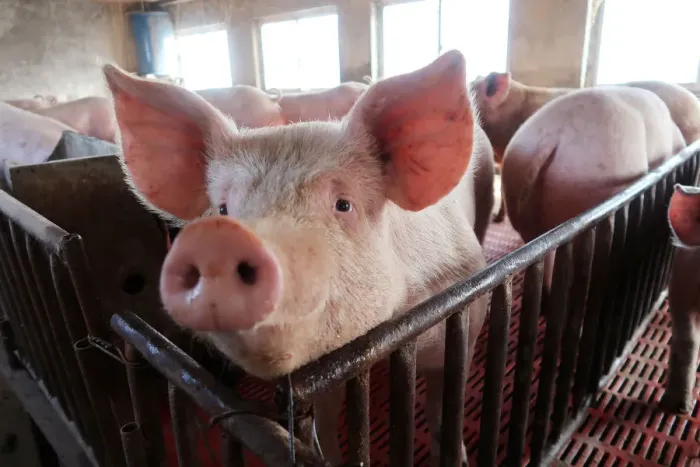 Framed Print : Pigs are seen on a family farm in Xiaoxinzhuang village, Hebei Framed Print : Pigs are seen on a family farm in Xiaoxinzhuang village, Hebei