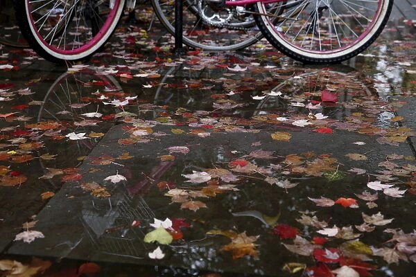 Pink bicycle is seen reflected in a leaf-covered puddle on campus at Yale University in
