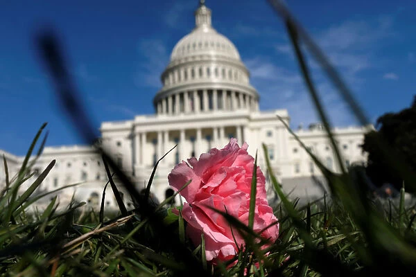 A pink carnation flower laid by activists rests on the West Lawn of the U. S