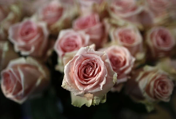 Pink roses are pictured at a flower shop on the eve of St Valentines Day in Frankfurt